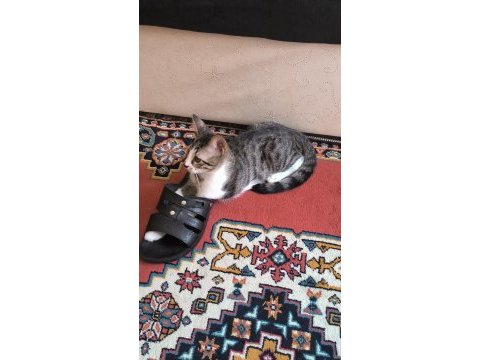 Sağlık probleminden dolayı kedimiz