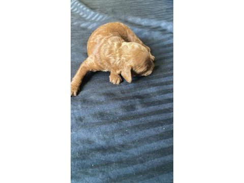 1 dişi ve 1 erkek poodle 10 günlükler rezerveye açıklardır