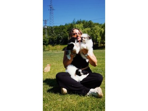 Tea cup orjinal toy poodle yavrularımız