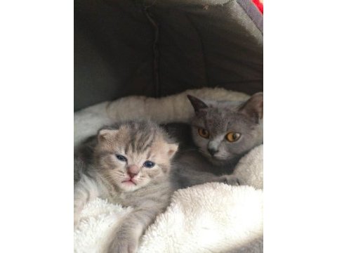 British shorthair kedisi