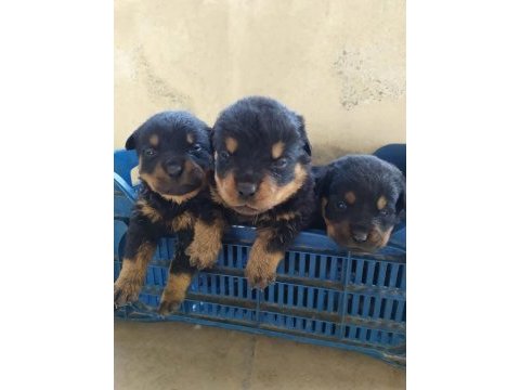 Rottweiler yavru kediler