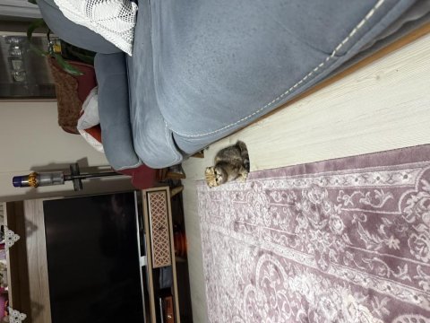 Sahibinden scottish fold kedimiz