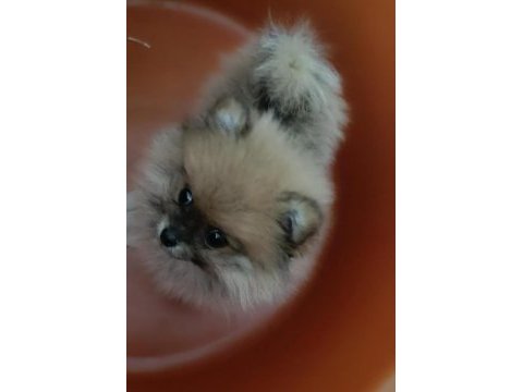 2 aylık erkek pomeranian boo yavru