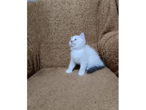 British shorthair silver point kızımız