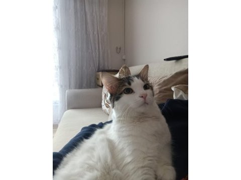 Acil sahiplendirmek istiyorum