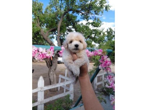 Yavru maltipoo bebeklerimiz