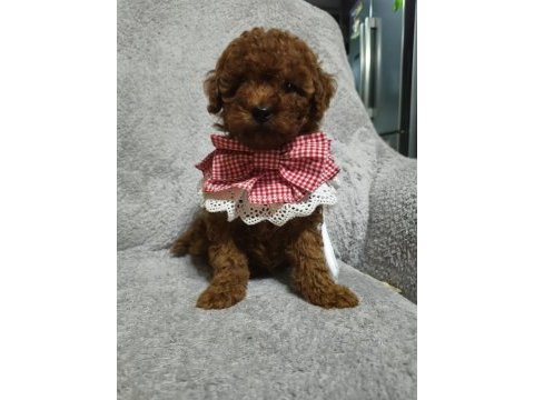 Toy poodle yavru