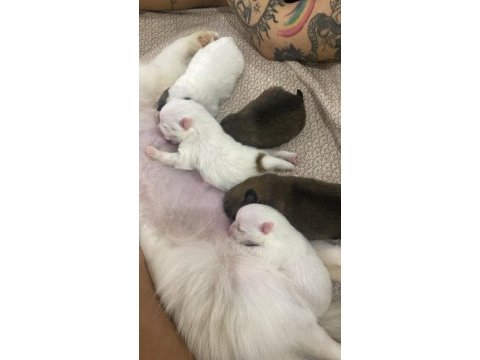 40 günlük bebek köpeklerimize yuva arıyoruz