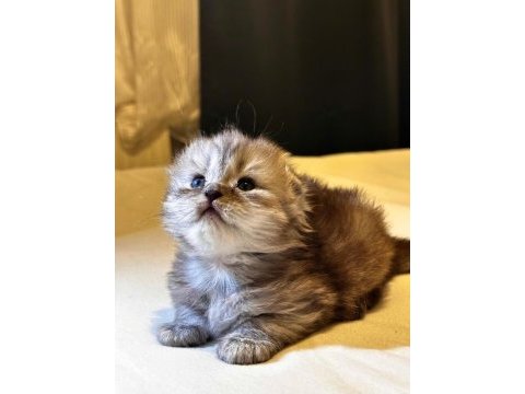 Scottish fold yavrularımız ayı surat