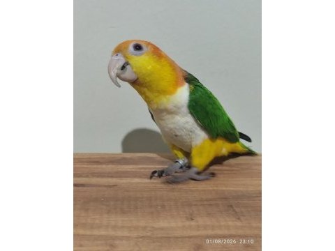 Full evcil konuşan portakal kafa caique
