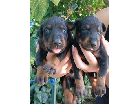 Irk ve sağlık garanti doberman yavrularımız
