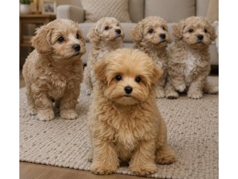 Orijinal kore maltipoo köpekler