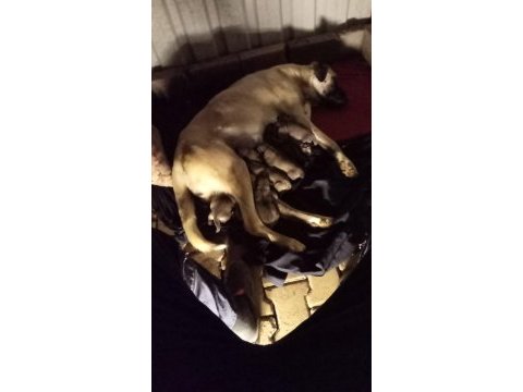 Üst düzey vasıflı kangal yavruları izmir