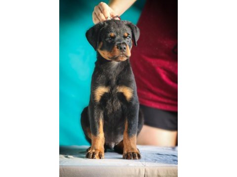 A şecereli rottweiler yavrularım