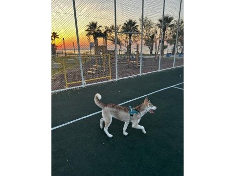 Acil ücretsiz sahiplendirme husky