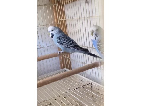 2 takım yeni eşleme muhabbet kuşu gençler