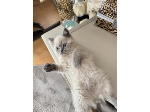 Safkan british shorthair blue point