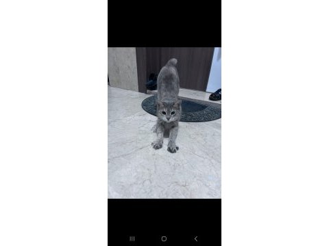 Ücretsiz kedimiz acil yuva