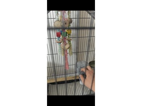 7 aylık jako ele alışkın el besleme papağan