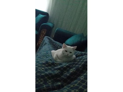 9 aylık british shorthair kızım mia ya yuva arıyoruz