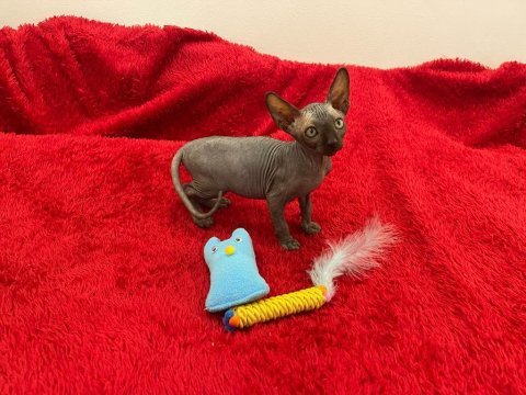 Sphynx sfenks tüysüz dişi erkek yavruları