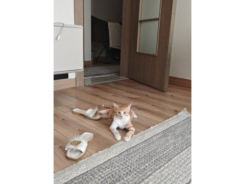 4 aylık aşıları tam tuvalet eğitimli uysal erkek kedimiz