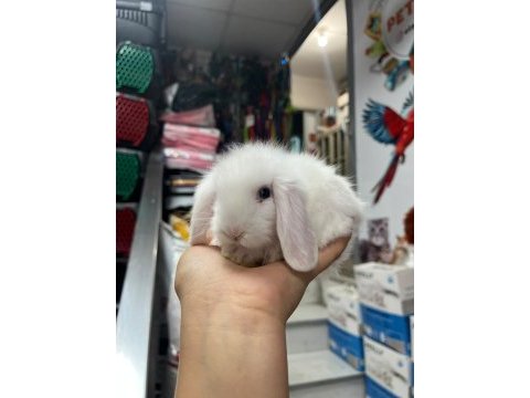 Yavru hollanda lop tavşanı 