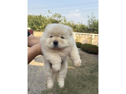 Chow chow çin aslanı istenirse kapınıza teslim edilir