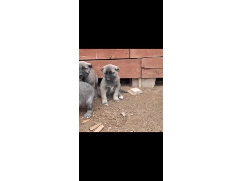 Orjinal saf kangal yavru