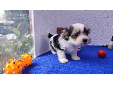 Neşe kaynağı morkie yavrularımız