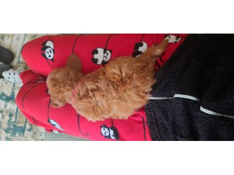 Maltipoo köpeğimi veriyorum daha yeni aldık