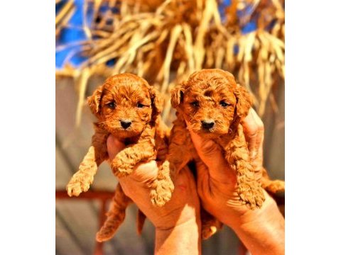 Toy poodle yavrularında son nokta