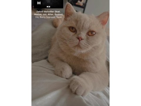 Scottish fold yavrular