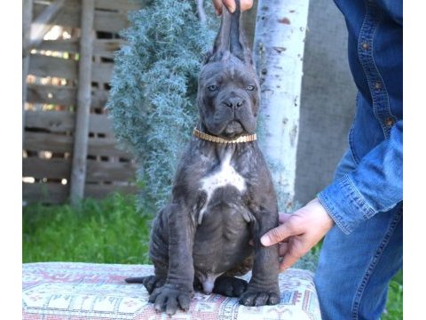 Fcı-kıf şecereli safkan cane corso