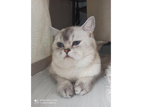 Erkek 2 yaşında cba sertifikalı british shorthair