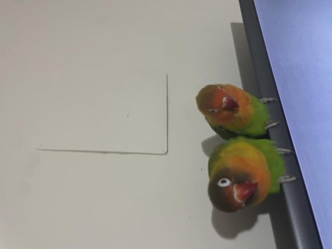 Çift papağanımız