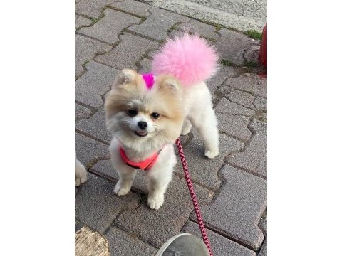 Pomeranian evlatlar