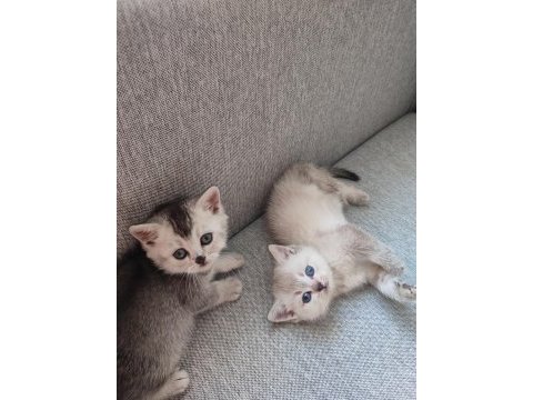 Babalık hakkı british shorthair yavrular