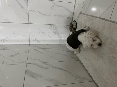 Süs köpeği maltepe