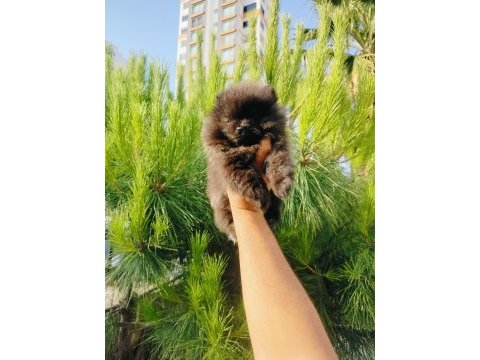 Siyah inci pomeranian yavruları