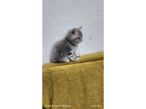 2 aylık orjinal british shorthair