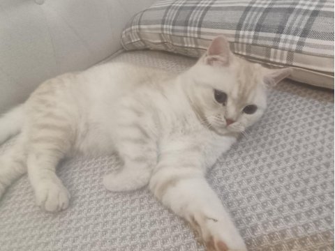 British shorthair kedim paşa yeni sahibini bekliyor