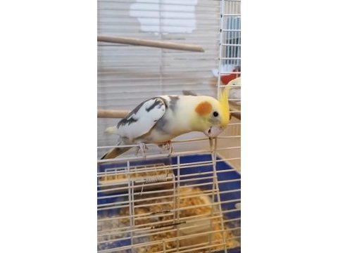 Konuşan sultan papağanı evcil