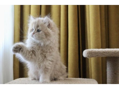Pofuduk ayıcık british longhair