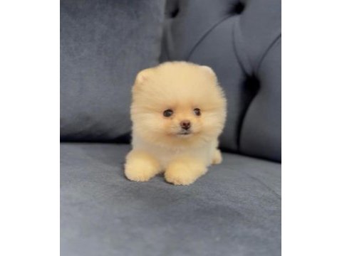 Pomeranian boo