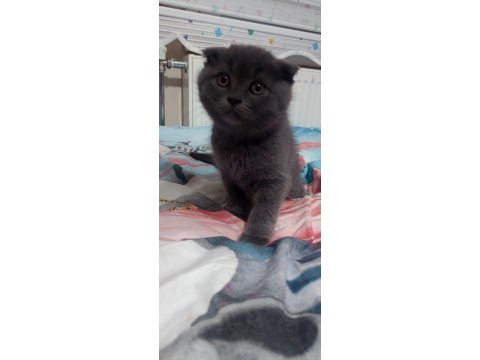 2 aylık scottish fold yavru
