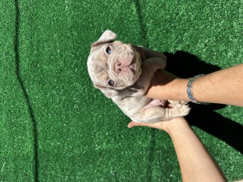 Avrupadan türkiyeye french bulldog
