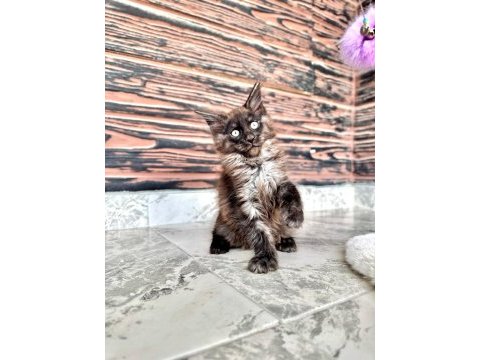 Wcf secereli şampiyon soylu saglık garantili maine coon