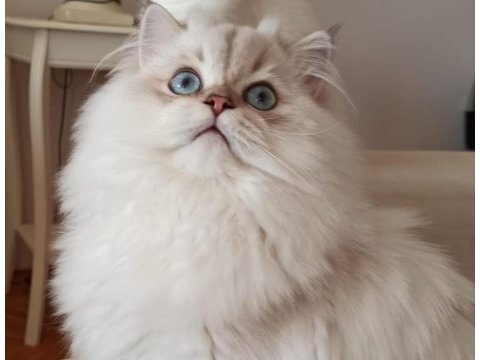 Kısır 3 yaşında british longhair erkek