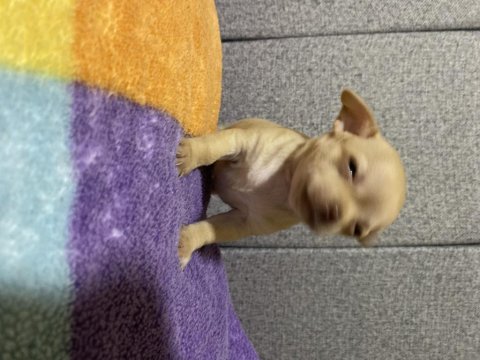 Chihuahua yavru köpeğimiz